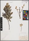 Salix aurita L. x Salix repens L.